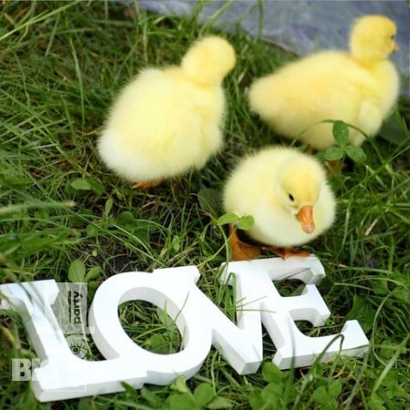 BigParty_gender party_0011-min